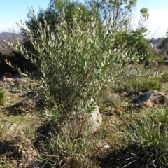 Daviesia mimosoides (Bitter Pea) at Ainslie volcanic grassland - 25 Jul 2020 by AndyRussell