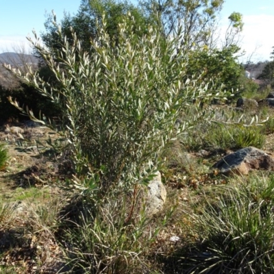 Daviesia mimosoides (Bitter Pea) at Ainslie, ACT - 25 Jul 2020 by AndyRussell