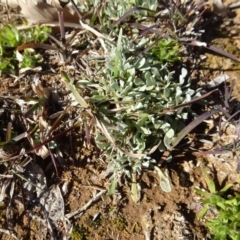 Chrysocephalum apiculatum (Common Everlasting) at Ainslie volcanic grassland - 25 Jul 2020 by AndyRussell