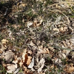 Cryptandra amara (Bitter Cryptandra) at Ainslie volcanic grassland - 25 Jul 2020 by AndyRussell