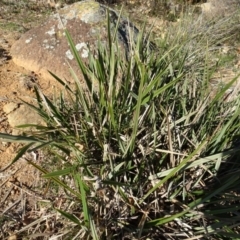 Dianella revoluta var. revoluta (Black-Anther Flax Lily) at Ainslie volcanic grassland - 25 Jul 2020 by AndyRussell