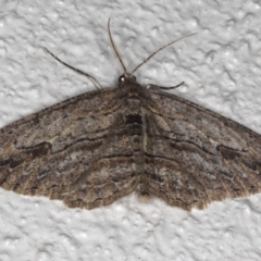 Ectropis excursaria (Common Bark Moth) at Ainslie, ACT - 25 Jul 2020 by jbromilow50