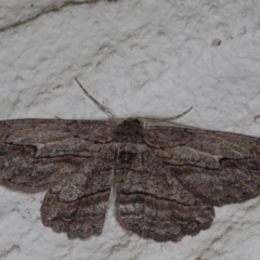 Ectropis excursaria at Ainslie, ACT - 25 Jul 2020 11:30 PM