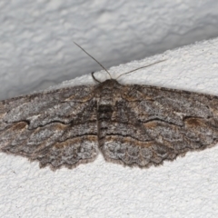 Ectropis (genus) (An engrailed moth) at Ainslie, ACT - 25 Jul 2020 by jbromilow50