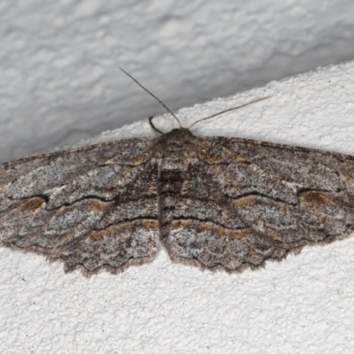 Ectropis (genus) (An engrailed moth) at Ainslie, ACT - 25 Jul 2020 by jbromilow50