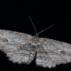 Ectropis (genus) at Ainslie, ACT - 25 Jul 2020 11:34 PM