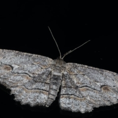 Ectropis (genus) at Ainslie, ACT - 25 Jul 2020