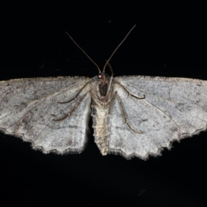 Ectropis (genus) at Ainslie, ACT - 25 Jul 2020 11:34 PM