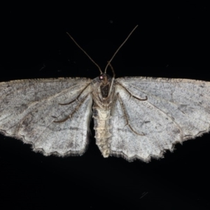 Ectropis (genus) at Ainslie, ACT - 25 Jul 2020
