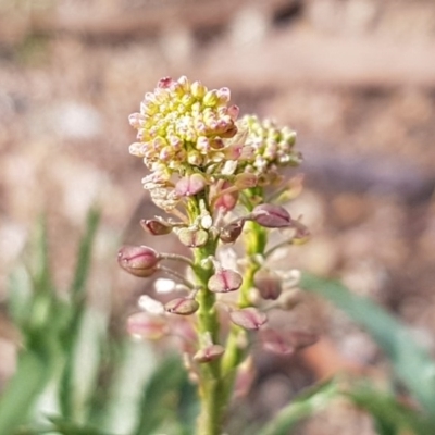 Lepidium africanum (Common Peppercress) at Stirling, ACT - 28 Jul 2020 by trevorpreston