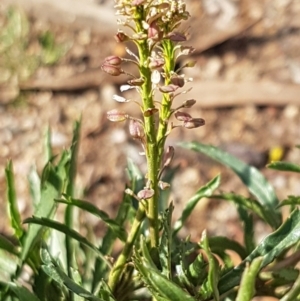 Lepidium africanum at Stirling, ACT - 28 Jul 2020