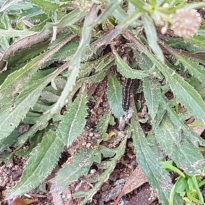 Lepidium africanum at Stirling, ACT - 28 Jul 2020 12:55 PM