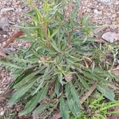 Lepidium africanum at Stirling, ACT - 28 Jul 2020 12:55 PM