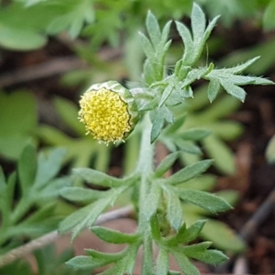 Cotula australis (Common Cotula, Carrot Weed) at Stirling, ACT - 28 Jul 2020 by trevorpreston