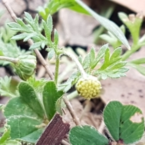 Cotula australis at Stirling, ACT - 28 Jul 2020