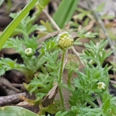 Cotula australis at Stirling, ACT - 28 Jul 2020