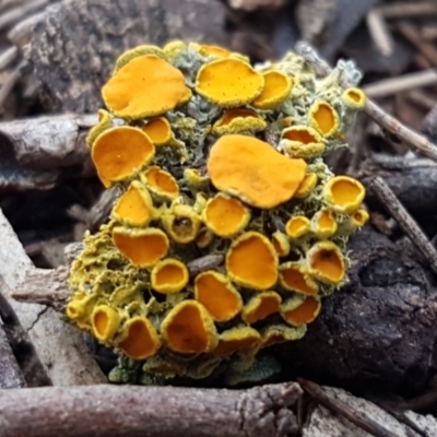 Xanthoria sp. (A lichen) at Stirling, ACT - 28 Jul 2020 by trevorpreston