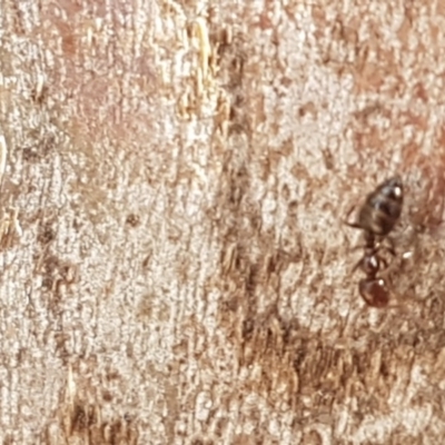 Crematogaster sp. (genus) (Acrobat ant, Cocktail ant) at Stirling, ACT - 28 Jul 2020 by trevorpreston