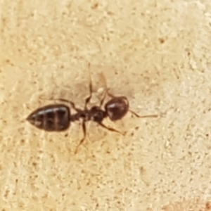 Crematogaster sp. (genus) at Stirling, ACT - 28 Jul 2020