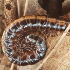 Diplopoda (class) (Unidentified millipede) at Stirling, ACT - 28 Jul 2020 by trevorpreston