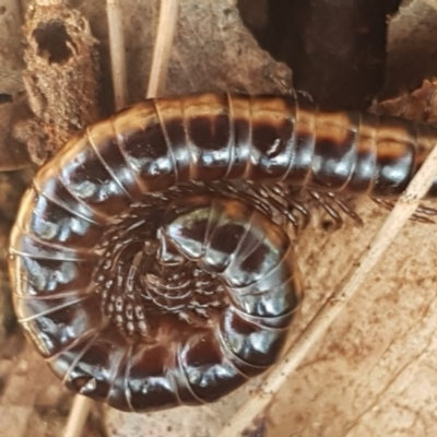 Diplopoda (class) (Unidentified millipede) at Stirling, ACT - 28 Jul 2020 by tpreston