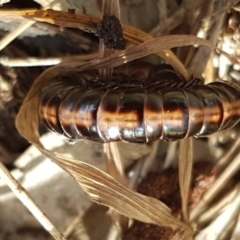 Diplopoda (class) at Stirling, ACT - 28 Jul 2020 01:17 PM