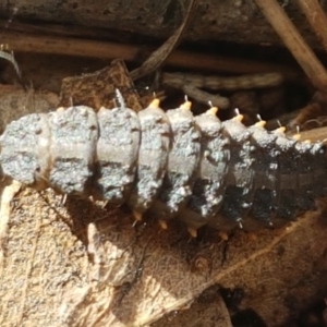 Lycidae sp. (family) at Stirling, ACT - 28 Jul 2020