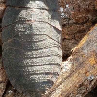 Laxta granicollis (Common bark or trilobite cockroach) at Stirling, ACT - 28 Jul 2020 by trevorpreston