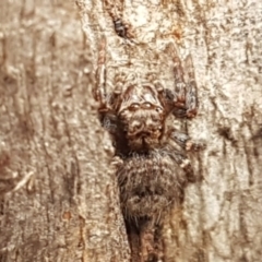 Servaea sp. (genus) (Unidentified Servaea jumping spider) at Stirling, ACT - 28 Jul 2020 by trevorpreston