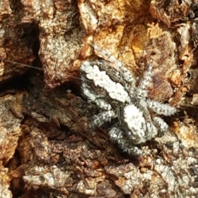 Clynotis severus (Stern Jumping Spider) at Stirling, ACT - 28 Jul 2020 by trevorpreston