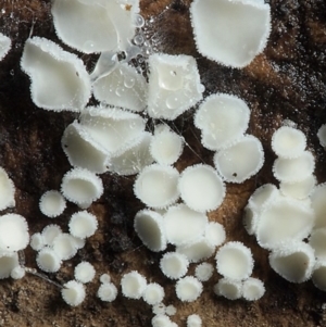 Dasyscyphella nivea at Macquarie, ACT - 24 Jul 2016