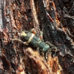 Lemidia accincta (Clerid beetle) at Stirling, ACT - 28 Jul 2020 by tpreston