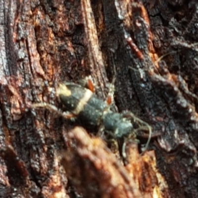 Lemidia accincta (Clerid beetle) at Stirling, ACT - 28 Jul 2020 by trevorpreston