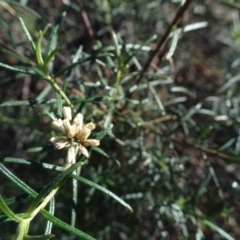 Cassinia quinquefaria (Rosemary Cassinia) at Ainslie volcanic grassland - 25 Jul 2020 by AndyRussell