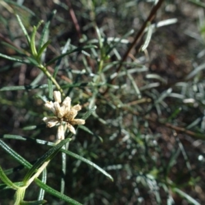 Cassinia quinquefaria at Ainslie, ACT - 25 Jul 2020