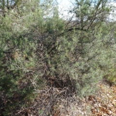 Cassinia quinquefaria at Ainslie, ACT - 25 Jul 2020 11:50 AM