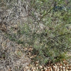 Cassinia quinquefaria at Ainslie, ACT - 25 Jul 2020 11:50 AM