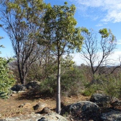 Brachychiton populneus subsp. populneus (Kurrajong) at Ainslie volcanic grassland - 25 Jul 2020 by AndyRussell