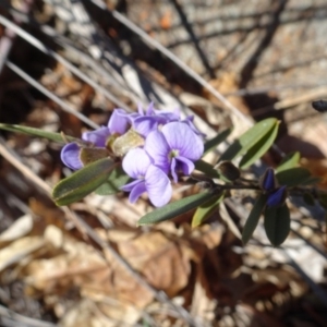 Hovea heterophylla at Ainslie, ACT - 25 Jul 2020