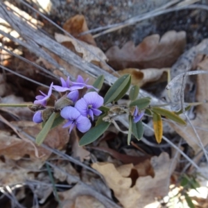 Hovea heterophylla at Ainslie, ACT - 25 Jul 2020