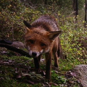 Vulpes vulpes at Tuggeranong DC, ACT - 27 Jul 2020