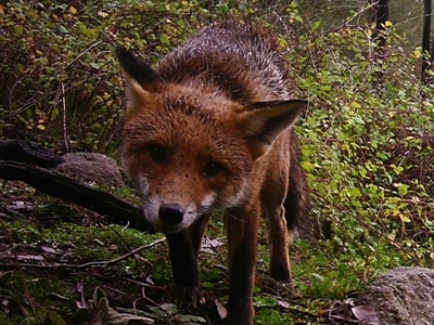 Vulpes vulpes (Red Fox) at Tuggeranong DC, ACT - 27 Jul 2020 by ChrisHolder