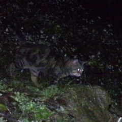 Felis catus (Feral Cat) at Urambi Hills - 26 Jul 2020 by ChrisHolder