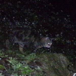 Felis catus at Tuggeranong DC, ACT - 26 Jul 2020 09:50 PM