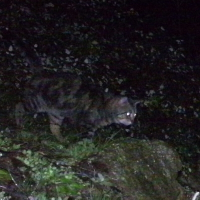 Felis catus (Feral Cat) at Urambi Hills - 26 Jul 2020 by ChrisHolder