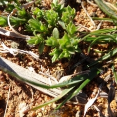 Pimelea curviflora (Curved Rice-flower) at Ainslie, ACT - 25 Jul 2020 by AndyRussell