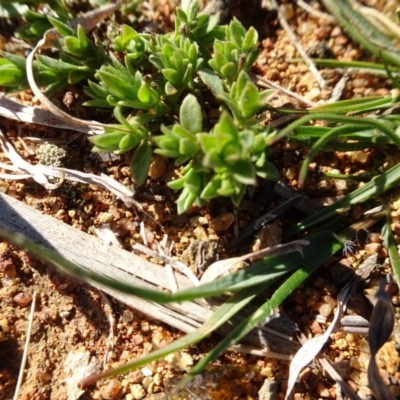 Pimelea curviflora (Curved Rice-flower) at Ainslie volcanic grassland - 25 Jul 2020 by AndyRussell