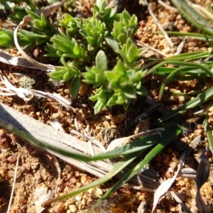 Pimelea curviflora at Ainslie, ACT - 25 Jul 2020