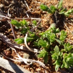 Pimelea curviflora at Ainslie, ACT - 25 Jul 2020