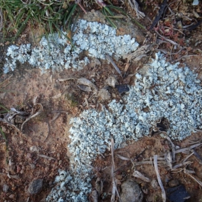 Parmeliaceae (family) (A lichen family) at Ainslie volcanic grassland - 25 Jul 2020 by AndyRussell